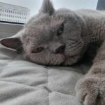 hur-man-inser-att-en-katt-fryser-dolda-signaler-som.jpg