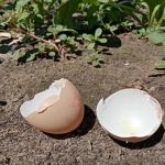 vad-du-kan-gora-med-aggskal-i-gronsaksgarden-3-okonventionella.jpg