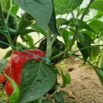 vad-ska-man-gora-om-paprika-blommar-och-inga-aggstockar.jpg