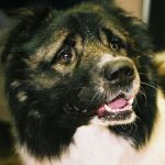 varfor-du-inte-ska-lamna-din-hund-ensam-for-lange.jpg