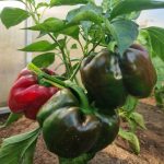 varfor-du-ska-klippa-av-de-forsta-blommorna-pa-paprika.jpg