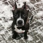 varfor-en-hund-ater-sno-pa-en-promenad-4-dolda.jpg