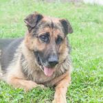 varfor-en-hund-rullar-runt-pa-rygg-framfor-sin-agare.jpg