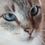 varfor-en-katt-behover-morrhar-5-funktioner-hos-morrharen-som.jpg