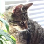 varfor-en-katt-lamnar-leksaker-vid-sin-agares-fotter-pa.jpg