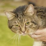 varfor-en-katt-markerar-horn-i-lagenheten-hur-stress-och.jpg