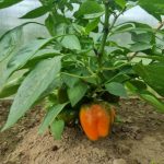 varfor-paprika-vissnar-nar-jorden-ar-vat-hur-overvattning-leder.jpg